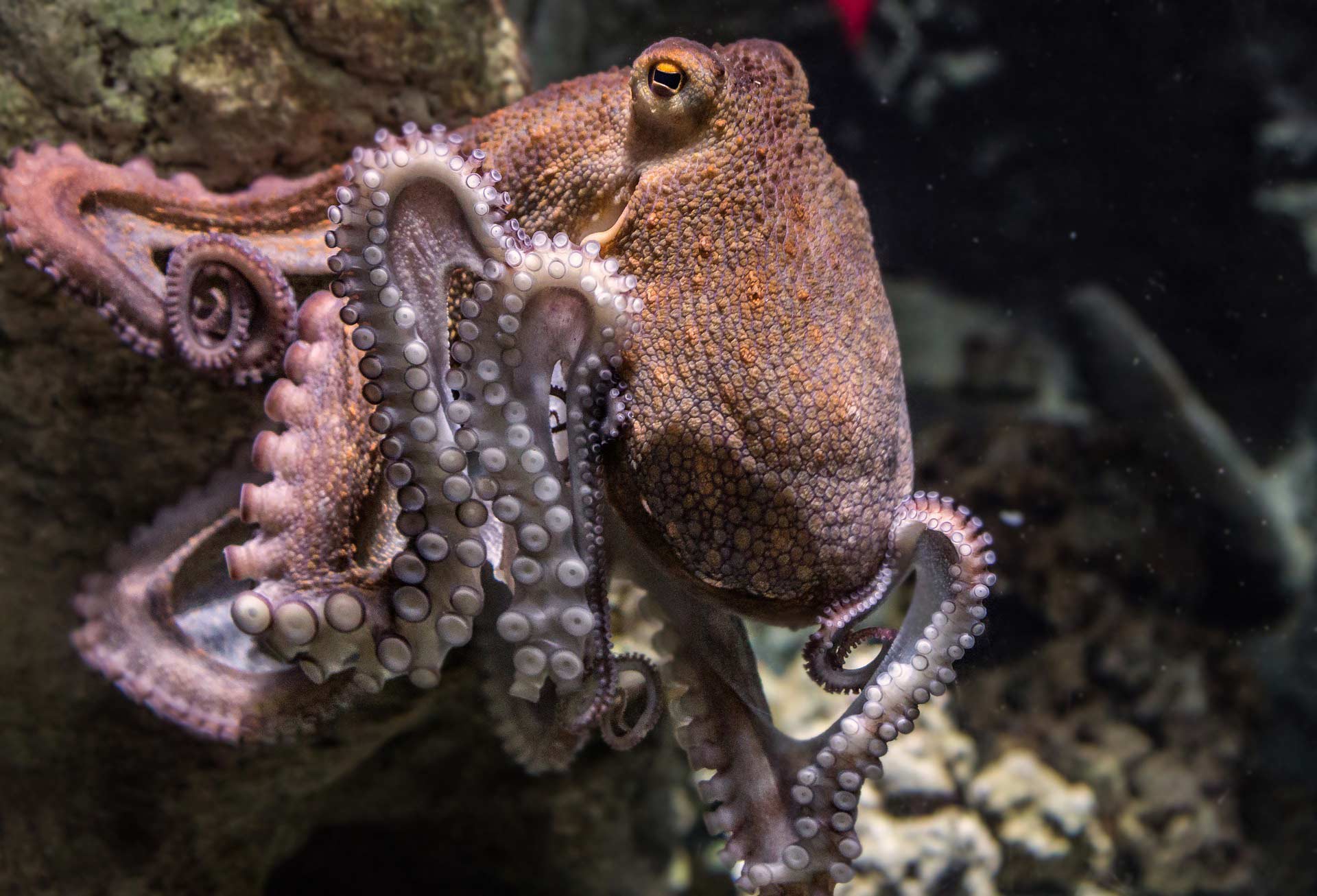 an octopus has 3 hearts, 9 brains and blue blood.